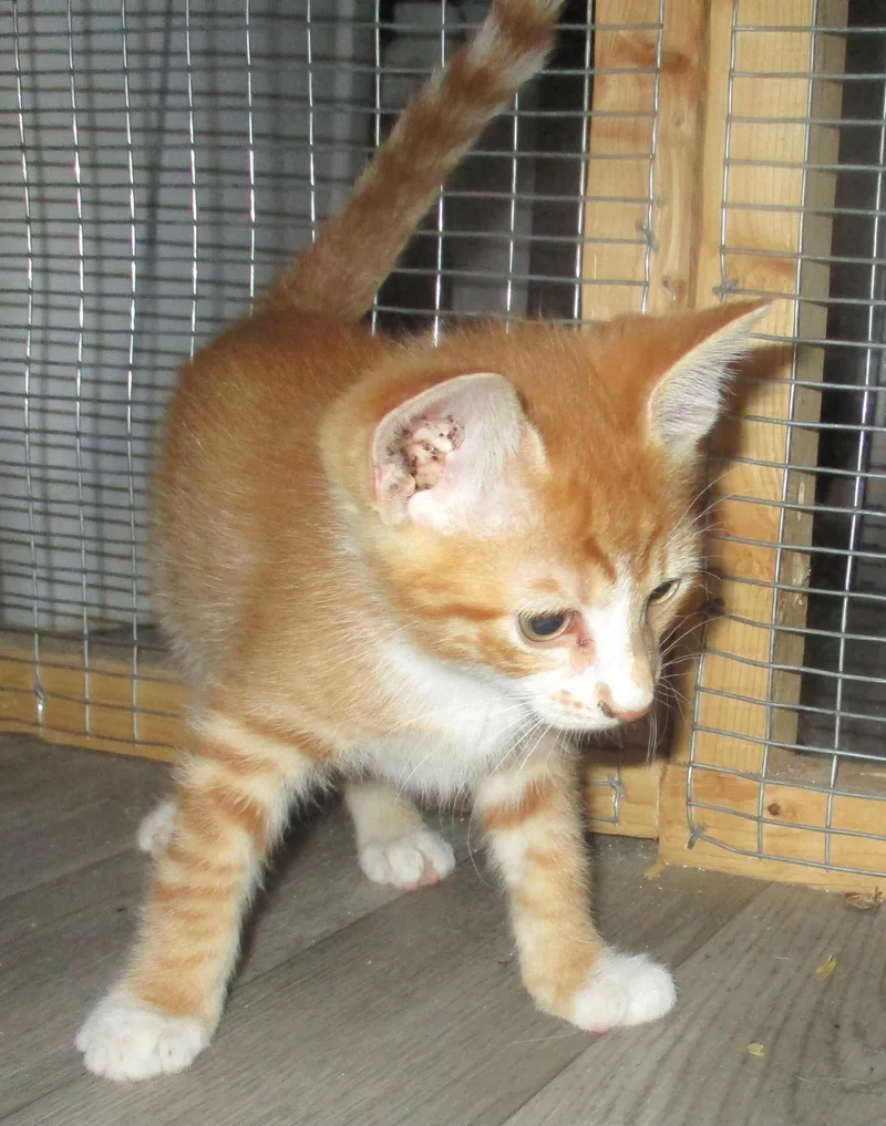 Pekoe thumbnail 5