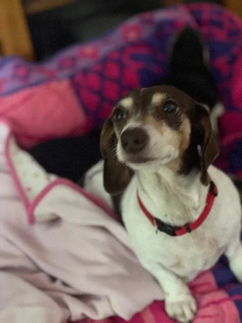 A senior small-sized female Dachshund dog named Snuggles San Diego for adoption in Los Angeles, CA