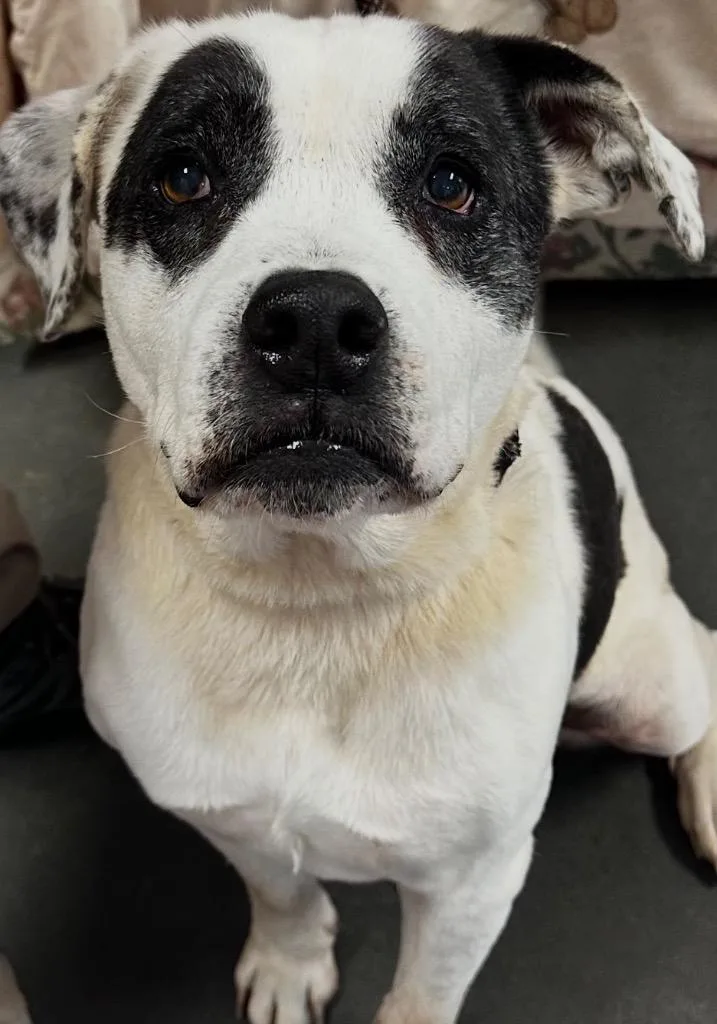 A senior medium-sized male American Bulldog dog named Constantine for adoption in Elizabethton, TN
