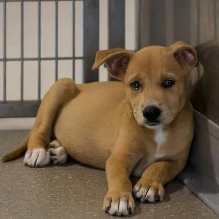 A baby medium-sized female Yellow / Tan / Blond / Fawn Mixed Breed dog named Bagel for adoption in Bradenton, FL
