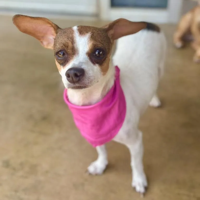 An adult small-sized female White / Cream Chihuahua dog named Bea for adoption in Fredericksburg, TX