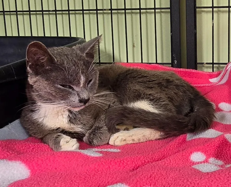A young small-sized female Domestic Short Hair cat named Hot Slim Biscuit for adoption in Auburn, IN