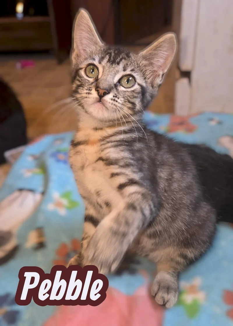 A baby medium-sized female Tabby cat named Pebble for adoption in Okemah, OK