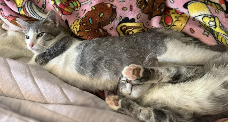 A baby medium-sized male Gray & White Tabby cat named Leopold for adoption in Vacaville, CA
