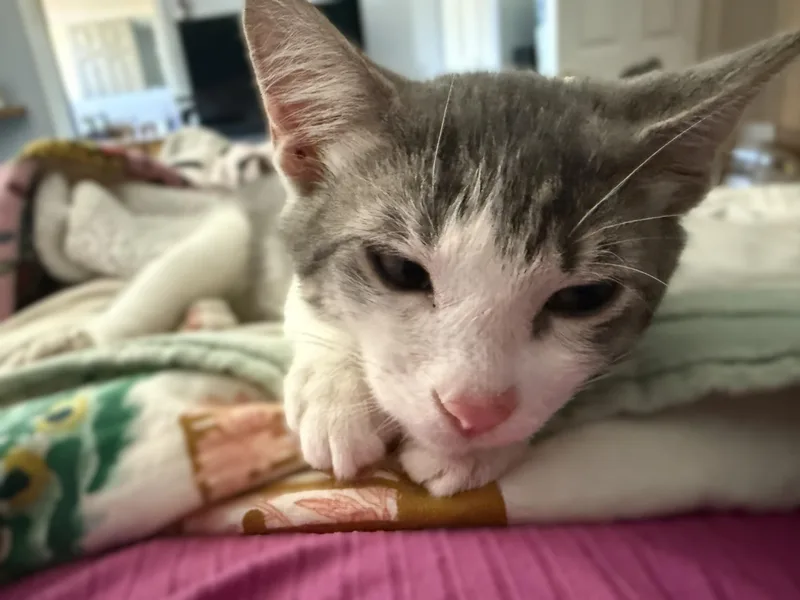 Leopold thumbnail 2