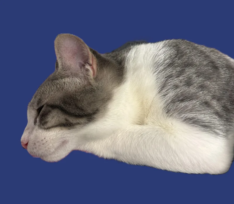 Leopold thumbnail 3