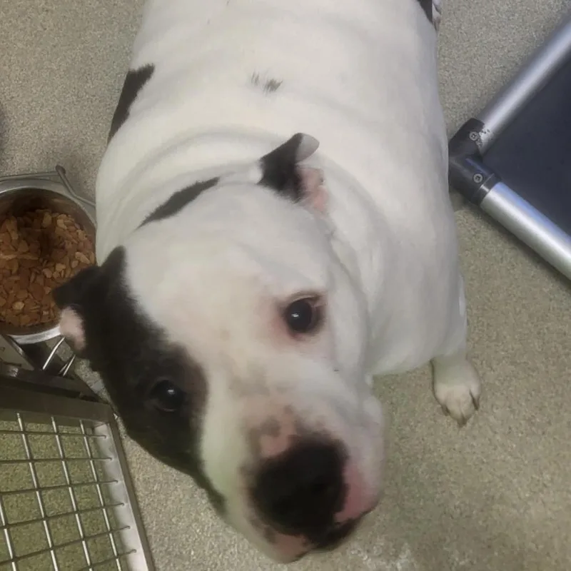 An adult extra large-sized male White / Cream Mixed Breed dog named Petey for adoption in Windsor, VA