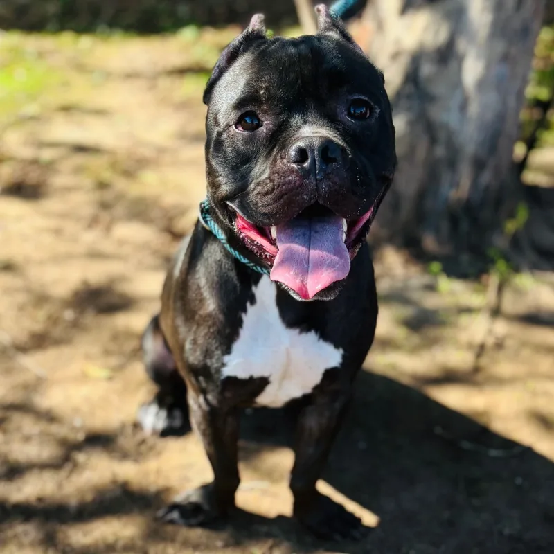 An adult medium-sized female English Bulldog dog named Smurf for adoption in Bastrop, TX