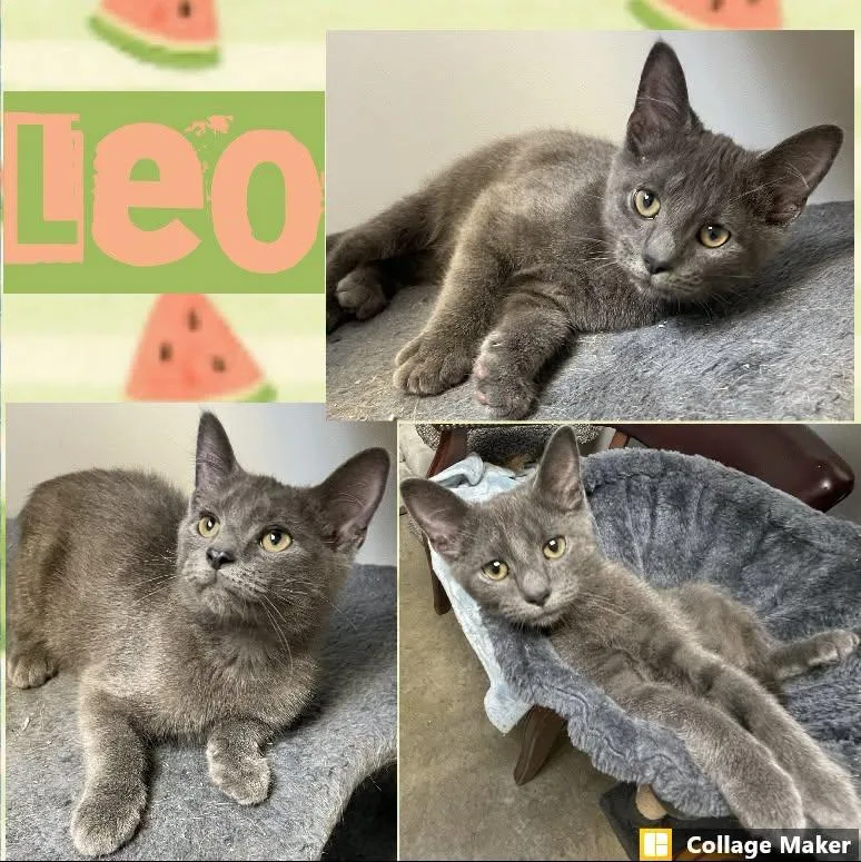 A young medium-sized male Domestic Short Hair cat named Leo for adoption in Clearfield, PA