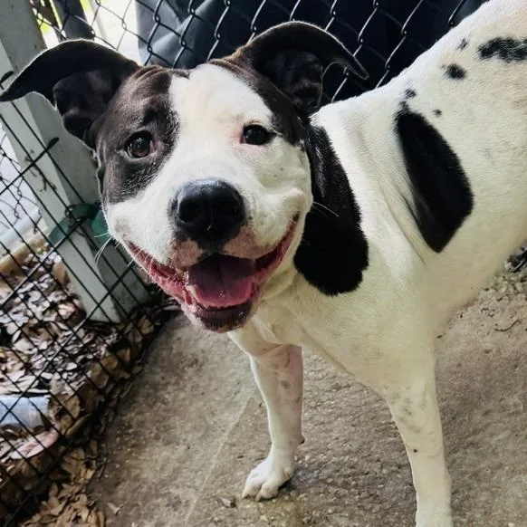 An adult large-sized female White / Cream Mixed Breed dog named MillieMoo "Millie" for adoption in Williston, FL
