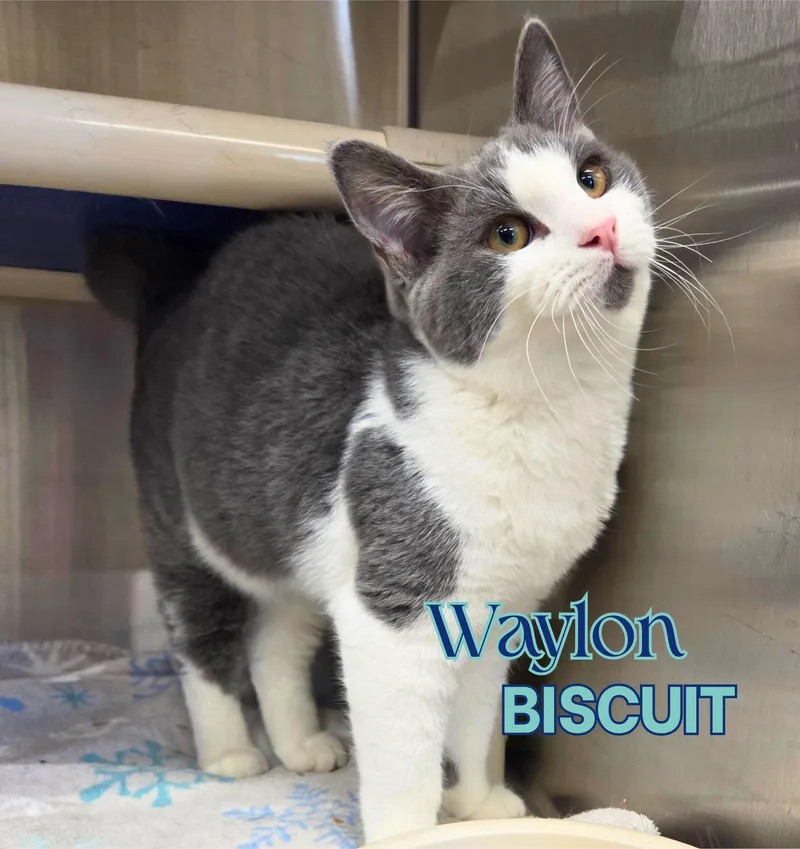 Waylon Biscuit