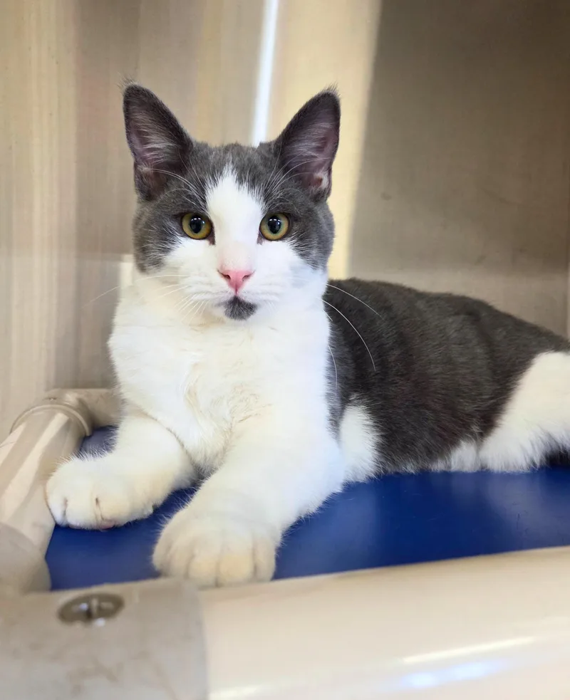 Waylon Biscuit thumbnail 2