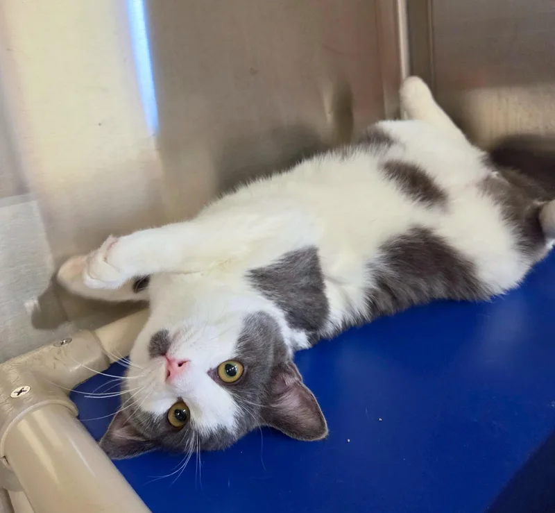 Waylon Biscuit thumbnail 3