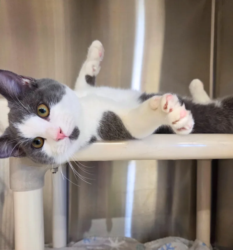 Waylon Biscuit thumbnail 4