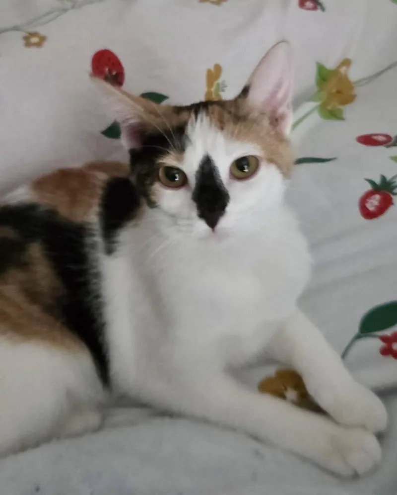 A baby medium-sized female Calico cat named Prue for adoption in Jeffersonville, IN