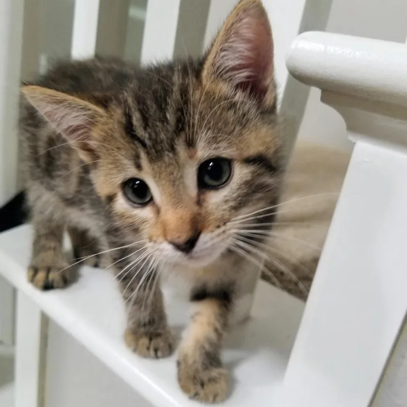 A baby small-sized female Brown / Chocolate Domestic Short Hair cat named Daffodil for adoption in Tustin, CA