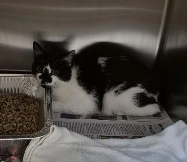 A young medium-sized female Domestic Short Hair cat named If Sandy for adoption in Lawrenceville, GA