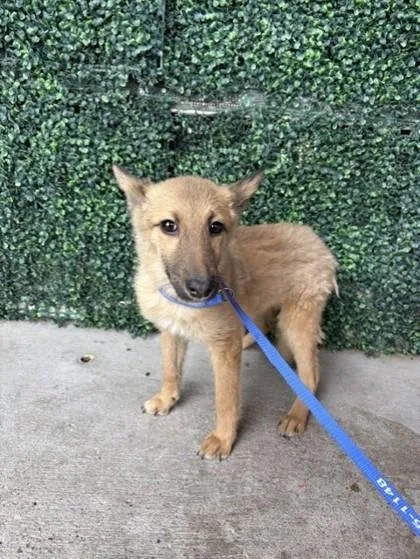 A baby small-sized female Yellow / Tan / Blond / Fawn Shepherd dog named 61029682 for adoption in El Paso, TX
