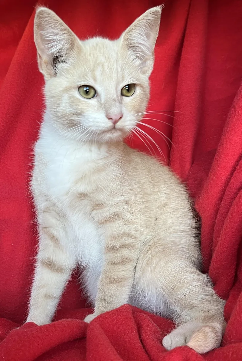 Keanu