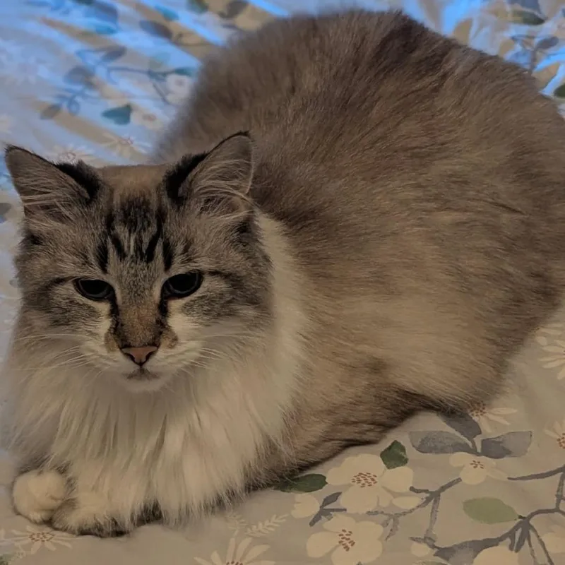 A senior medium-sized female Siamese cat named Nina for adoption in Murray, UT