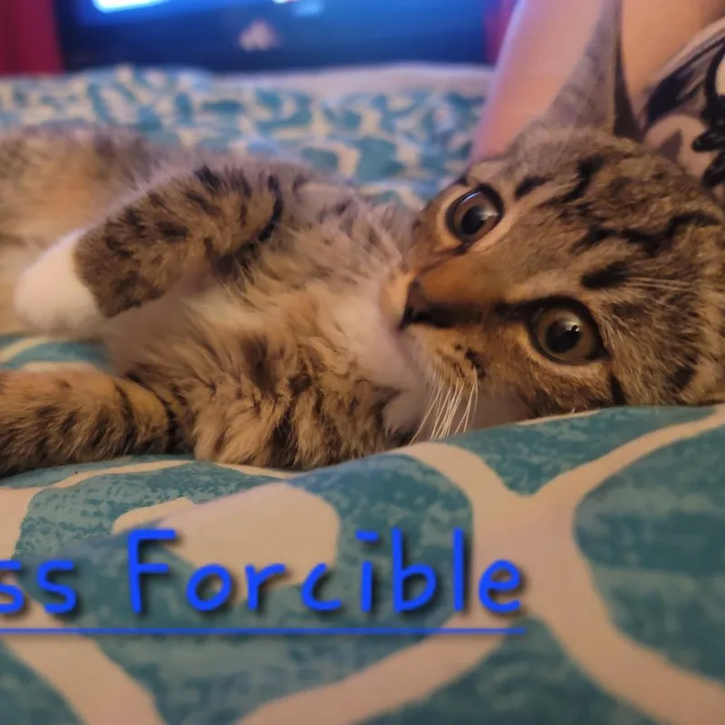 A baby small-sized female Brown / Chocolate Domestic Short Hair cat named Miss Forcible for adoption in Granville, OH