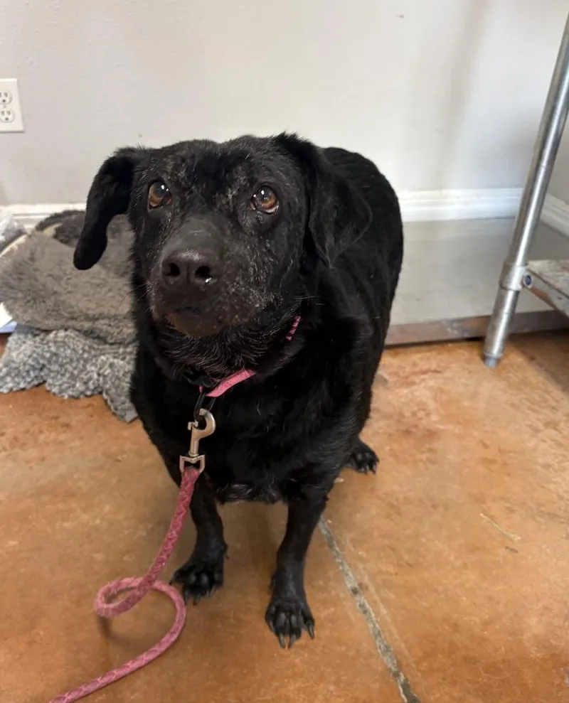 An adult medium-sized female Black Labrador Retriever dog named Lumen for adoption in Bolivar, MO