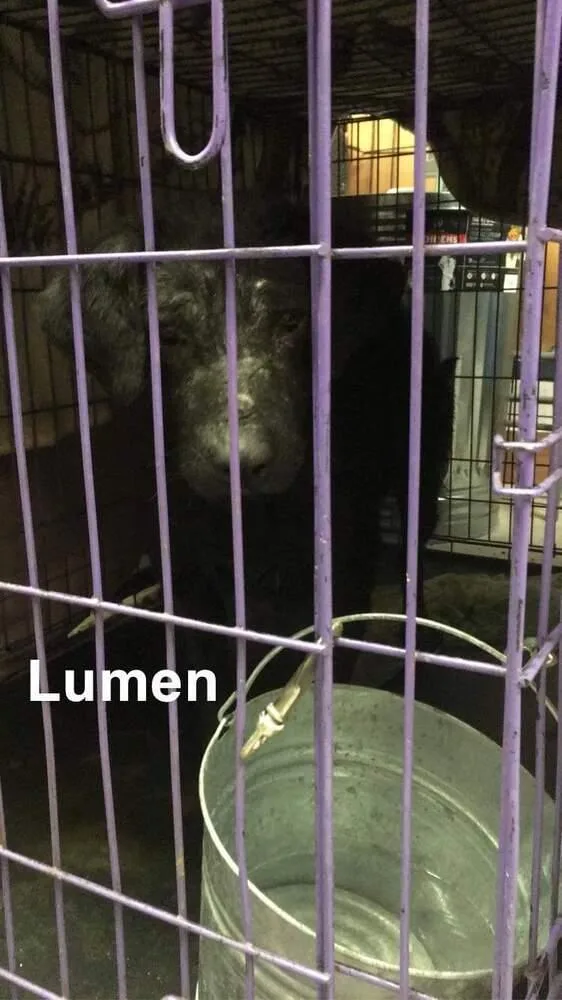 Lumen thumbnail 3