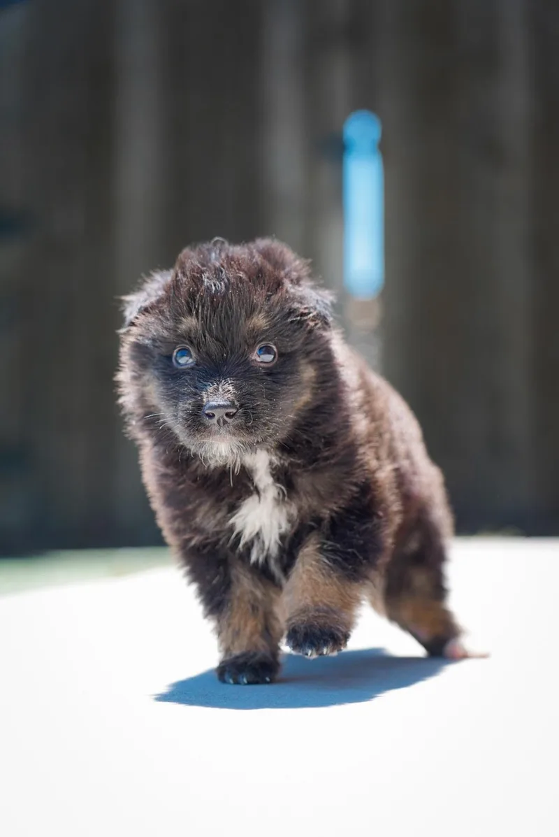A baby large-sized male German Shepherd Dog dog named Haze for adoption in Los Angeles, CA