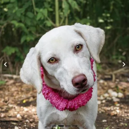 A young small-sized female Mixed Breed dog named Ivy for adoption in Springboro, OH