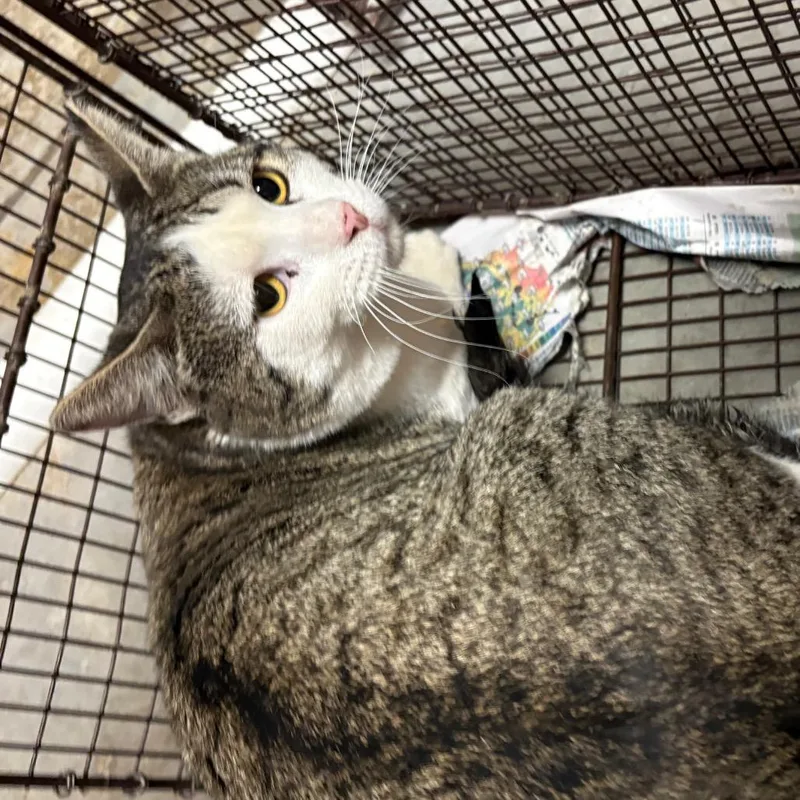 An adult medium-sized male Black American Shorthair cat named Liebshen for adoption in Yuma, AZ