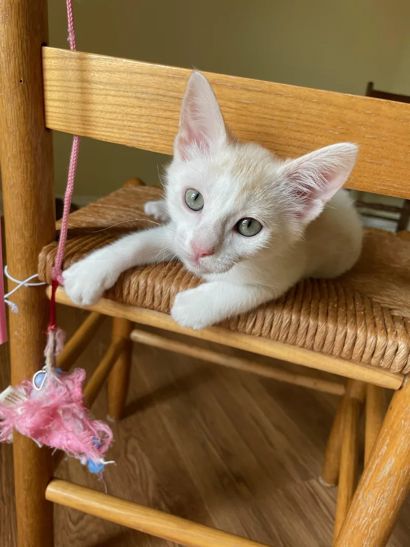 A baby medium-sized male Buff & White Domestic Short Hair cat named Leo for adoption in Mount Juliet, TN