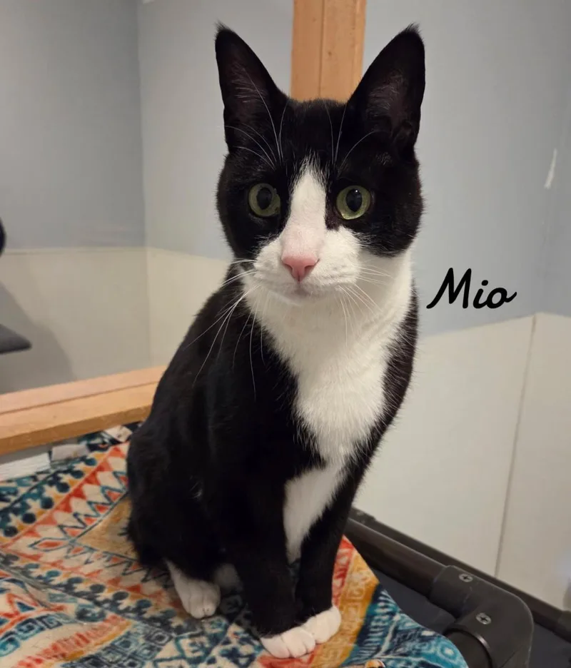 A young medium-sized male Domestic Short Hair cat named Mio for adoption in Naugatuck, CT