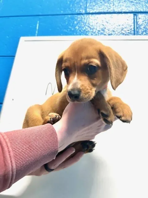 A baby small-sized female White / Cream Feist dog named Nessie for adoption in Muskegon, MI