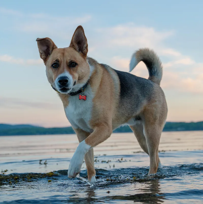 An adult large-sized male German Shepherd Dog dog named Bowie for adoption in Amherst, MA