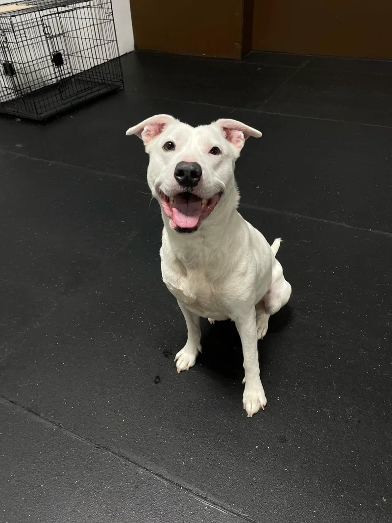 An adult medium-sized female Shepherd dog named Sonny for adoption in Pelham, AL
