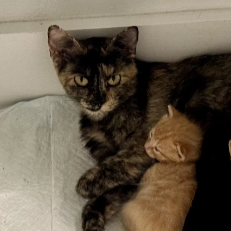 A young medium-sized female Black Domestic Short Hair cat named Daisyhead Mayzie for adoption in Boerne, TX