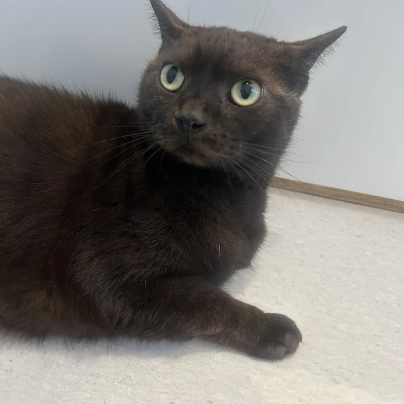 An adult medium-sized female Black Domestic Short Hair cat named Winston Siggy for adoption in Fairfax, VA