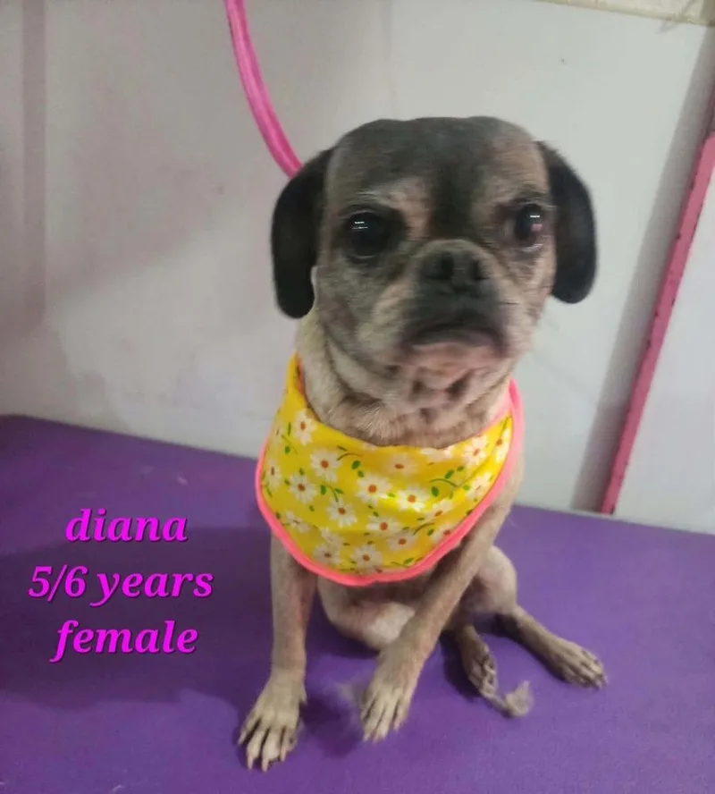 An adult small-sized female Pug dog named Diana for adoption in Cortez, CO