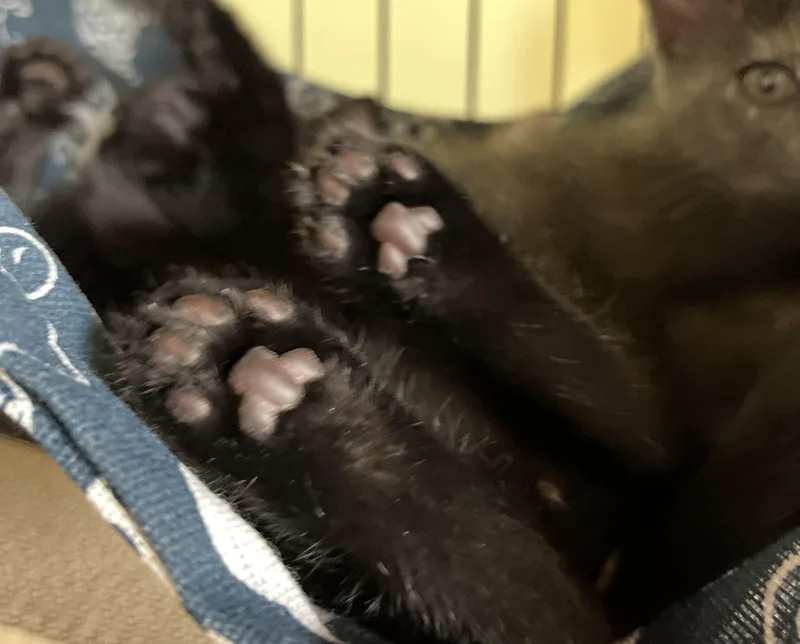 A baby small-sized male Black Domestic Short Hair cat named Gomez for adoption in Fruit Heights, UT
