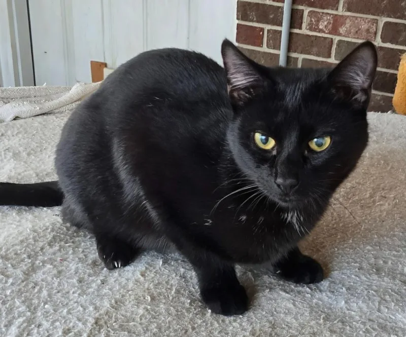 A young medium-sized male Domestic Short Hair cat named Linus for adoption in Evans, GA