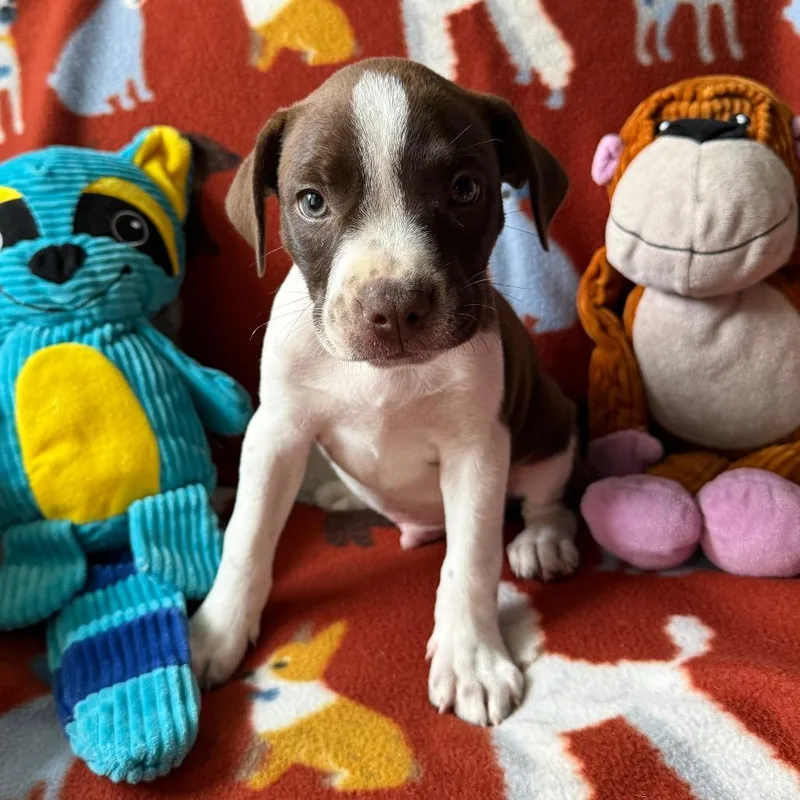 A baby small-sized male Brown / Chocolate Boston Terrier dog named Zephyr for adoption in Normal, IL