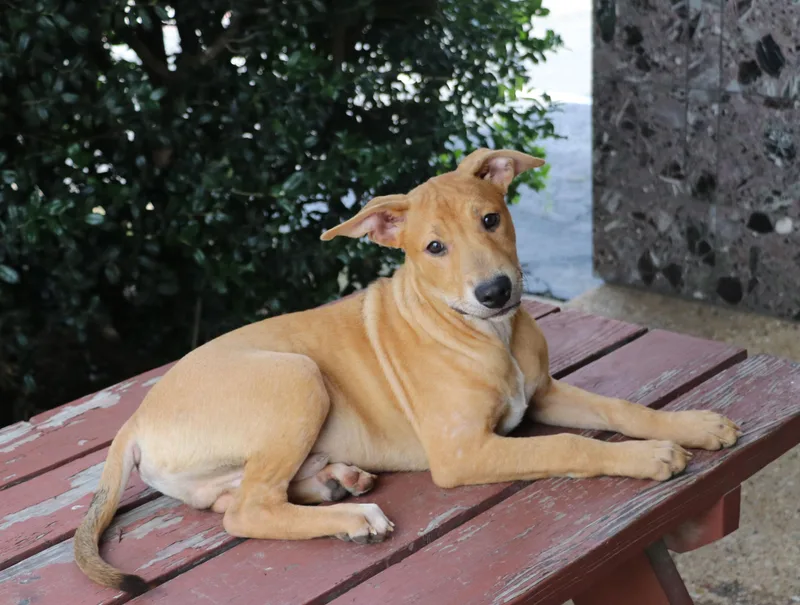 Jimmy Dugan thumbnail 3