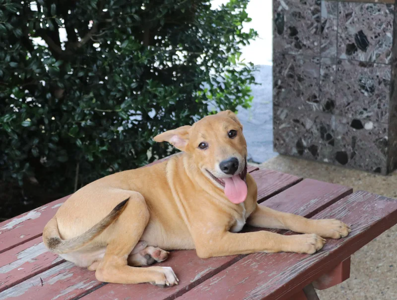 Jimmy Dugan thumbnail 6