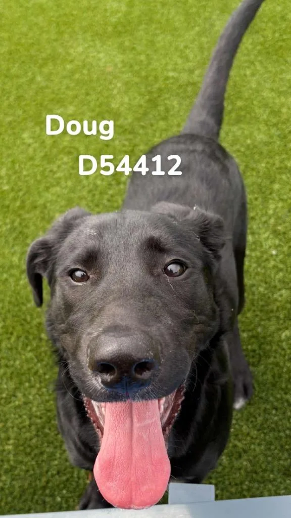 Doug thumbnail 3
