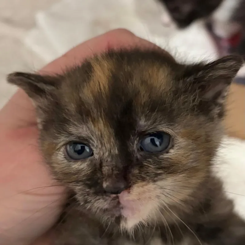 A baby small-sized female Tortoiseshell Domestic Short Hair cat named Averill for adoption in Newark, NJ