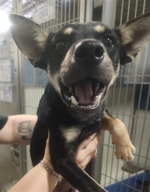 A young medium-sized male Terrier dog named Mark for adoption in Bakersfield, CA