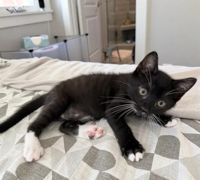A baby small-sized male Domestic Short Hair cat named Link for adoption in Sacramento, CA