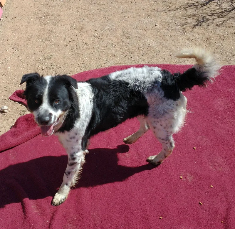 Jack Jack thumbnail 3