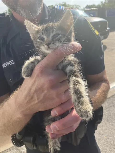 A baby small-sized female Domestic Short Hair cat named Merkal for adoption in Dallas, TX
