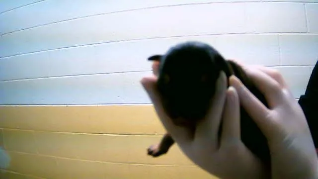 A baby small-sized female Pit Bull Terrier dog named Clove for adoption in Tulsa, OK